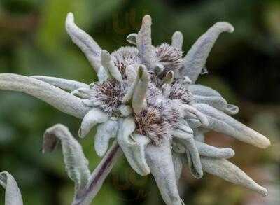 Alpengasthaus Edelweiss