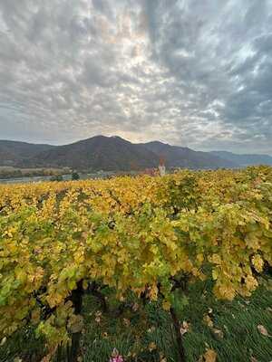 Weingut Heuriger Ferdl Denk