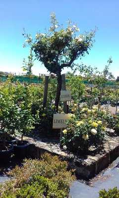 Roworth Rose Nursery