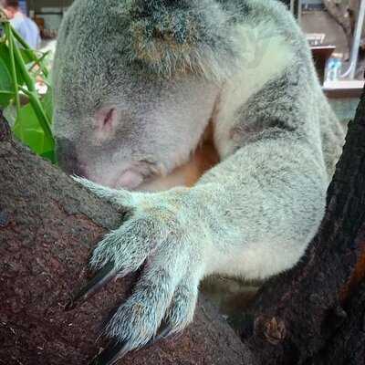 Champagne Bush Tucker Breakfast With The Koalas