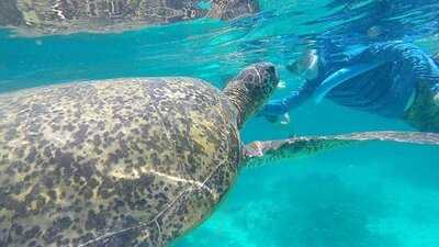 Wilson Island Resort