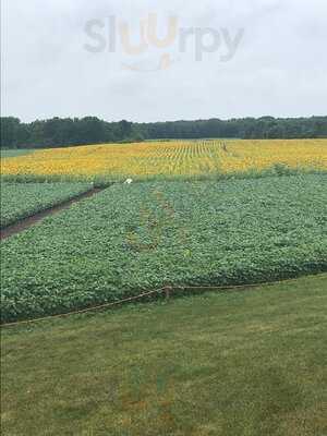 Sunflower Fields