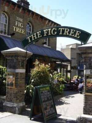 Fig Tree