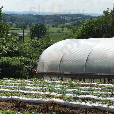 Thorne's Farm Shop & Cafe