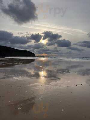 Oystercatcher, Polzeath