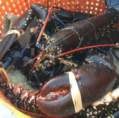 Tiree Lobster And Crab