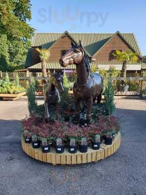 Hybrid Tea Room Wych Cross Nurseries