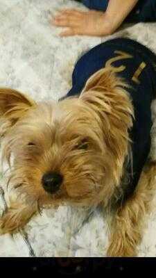 Gino´s Pasticceria Las Águilas