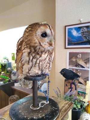 Owl Cafe Wata‐wata