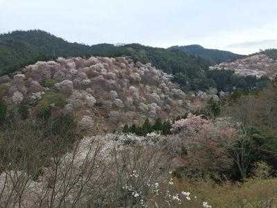 千本桜