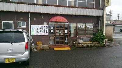 白菊
