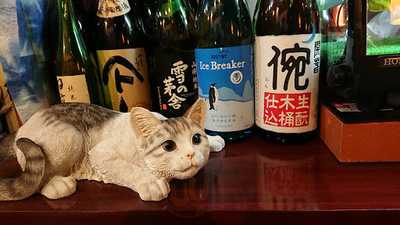 坂の上の猫