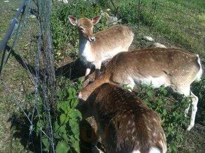 Fattoria Laghetto, Merate