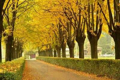 La Botanica, Lentate sul Seveso