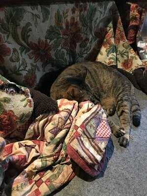 スペースネコ穴