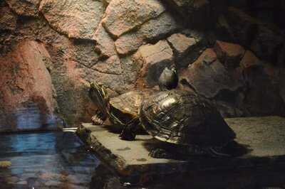 Restaurace Veselka menu