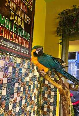 Parrot Mexican Grill