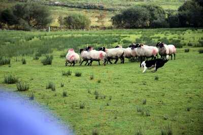 Glen Keen Farm Restaurant & Visitor Centre