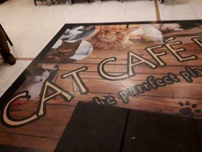 Cat Cafe