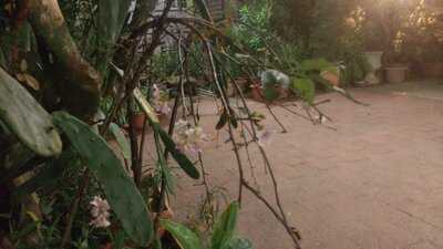大溪保健植物園