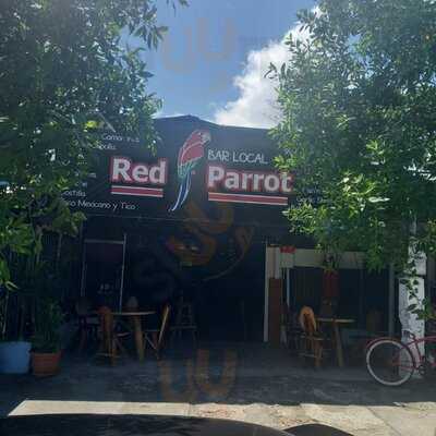 Red Parrot Jaco