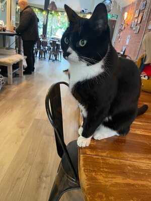 Charlie's Cat Cafe