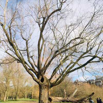 Hampstead Heath