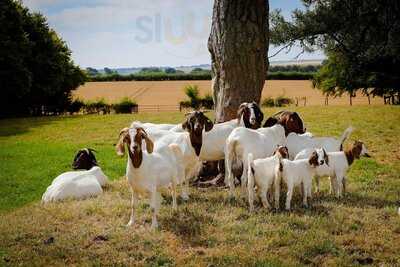 The Gourmet Goat Farmer