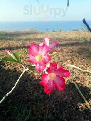 Pura Vida Varkala