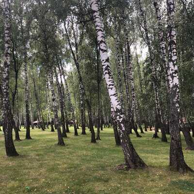 Кафе "Золотой Сазан"