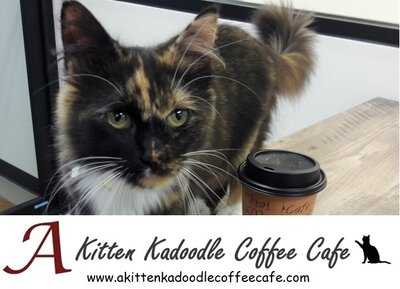 A Kitten Kadoodle Coffee Cafe, Selden