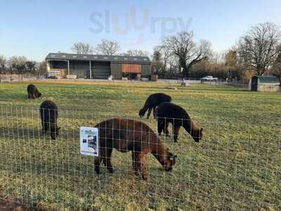 Wolfridge Alpaca Barn- Cafe