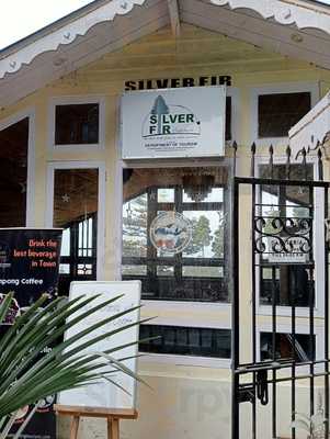 Silver Fir