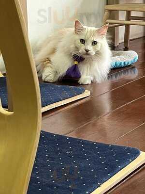 Catopia Cafe Singapore