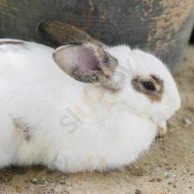 Peter Rabbit English Tea Time, กรุงเทพมหานคร (กทม.)