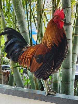 Mighty Cock, Key West