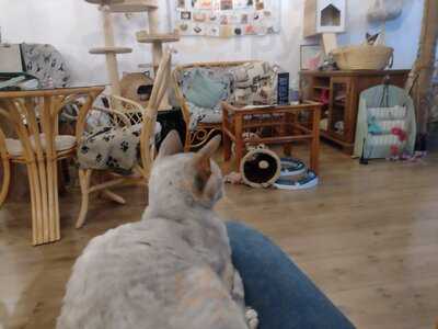 Canterbury Tails Cat Cafe