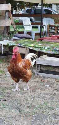 Capucine à La Ferme