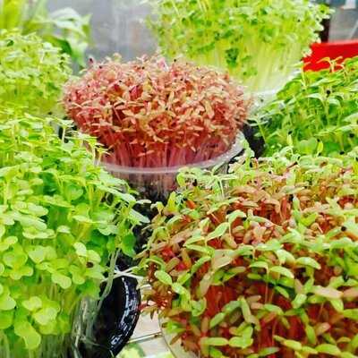 Salad Microgreen