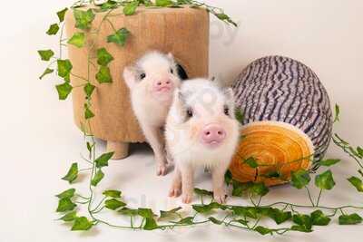 マイピッグカフェ原宿店