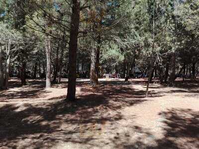 La pineta sul lago, Santa Cristina Gela