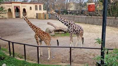 Bioparco, Roma