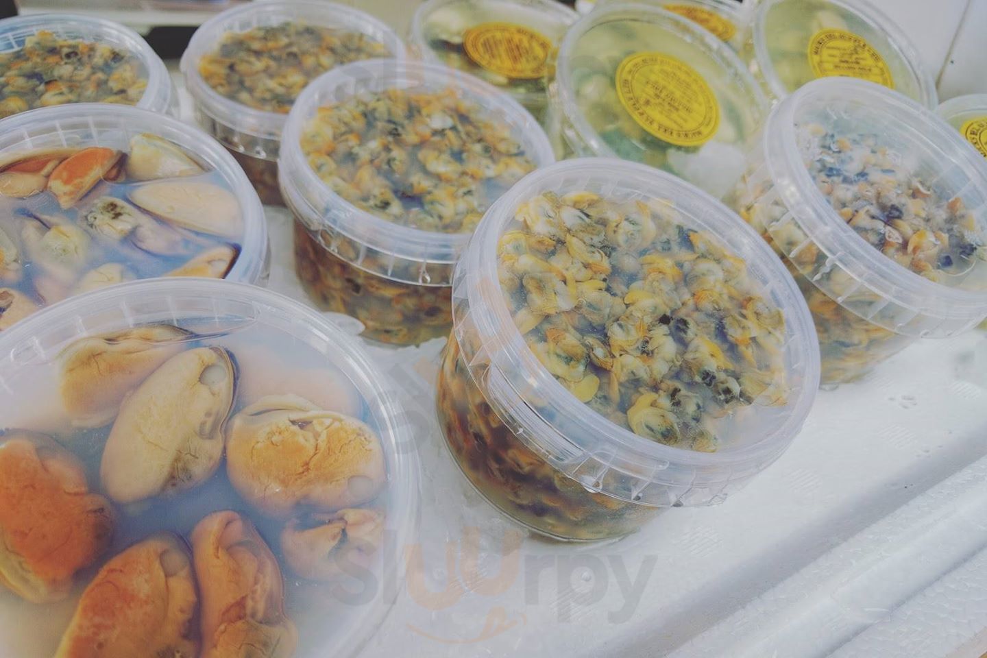 Main Menu - Tish's Fish